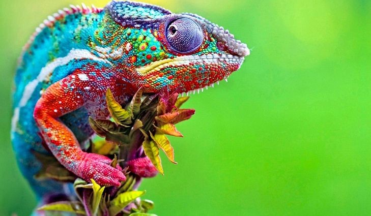Photo of a bright, motley coloured chameleon